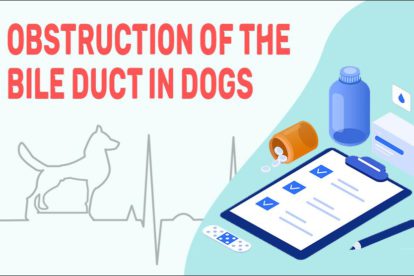 Obstruction Of The Bile Duct In Dogs