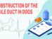 Obstruction Of The Bile Duct In Dogs