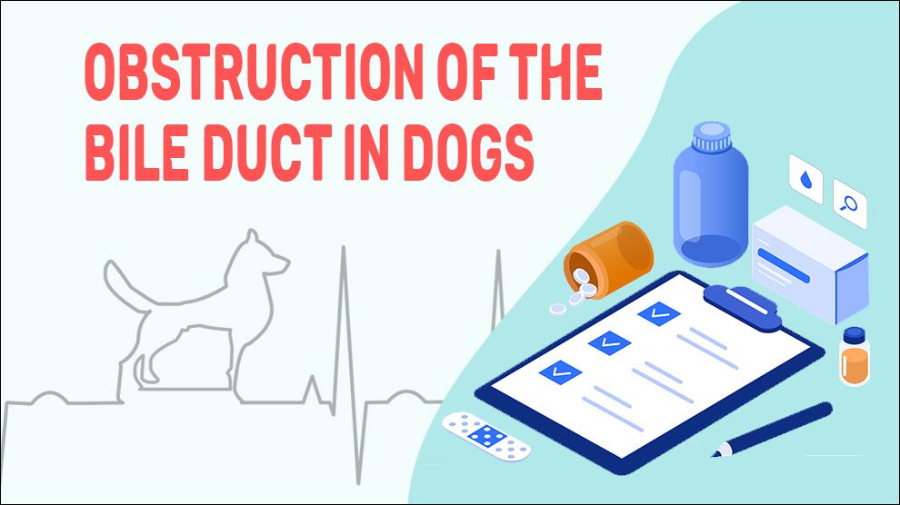 Obstruction Of The Bile Duct In Dogs