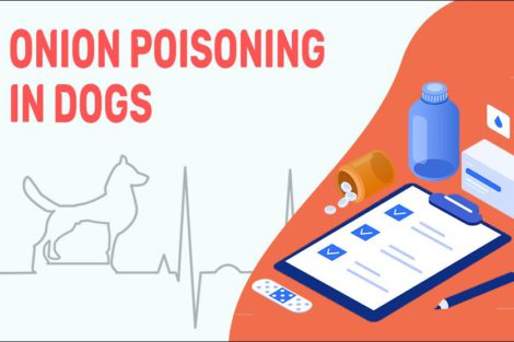 Onion Poisoning In Dogs