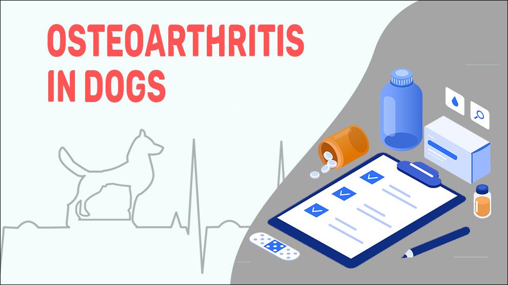 Osteoarthritis In Dogs