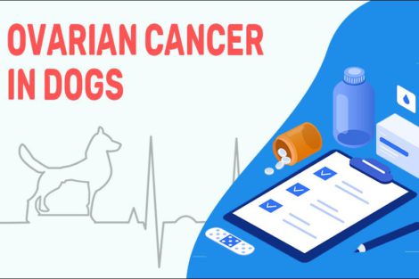 Ovarian Cancer In Dogs