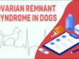 Ovarian Remnant Syndrome In Dogs