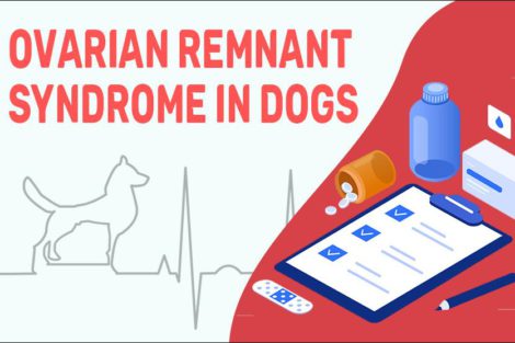 Ovarian Remnant Syndrome In Dogs