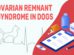 Ovarian Remnant Syndrome In Dogs