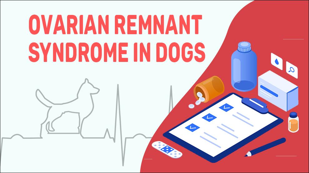 Ovarian Remnant Syndrome In Dogs