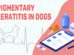 Pigmentary Keratitis In Dogs