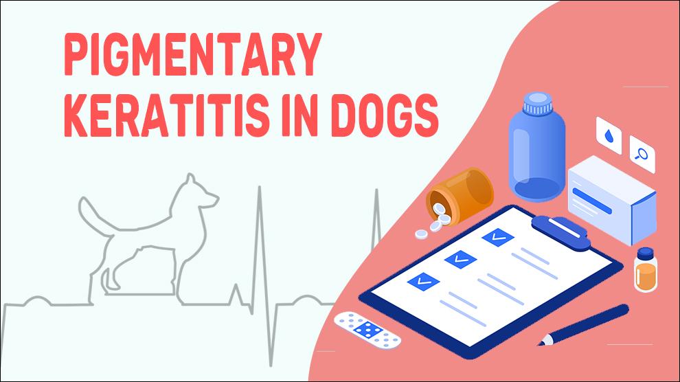 Pigmentary Keratitis In Dogs