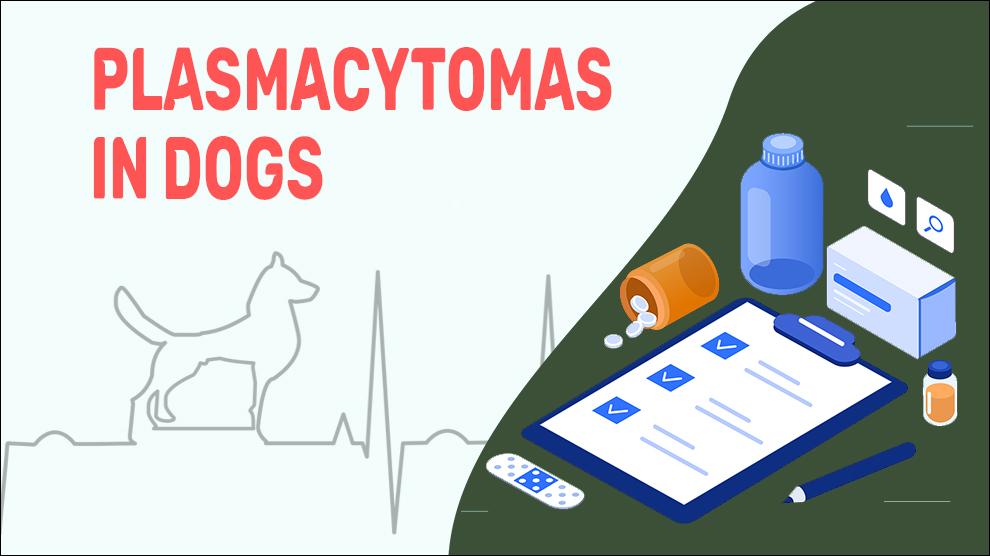 Plasmacytomas In Dogs