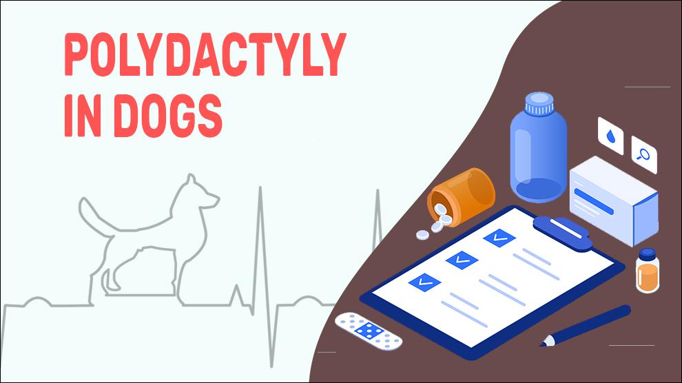 Polydactyly In Dogs