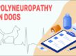 Polyneuropathy In Dogs