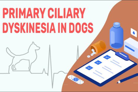 Primary Ciliary Dyskinesia In Dogs