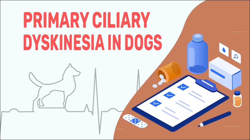 Primary Ciliary Dyskinesia In Dogs