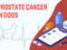 Prostate Cancer In Dogs