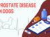 Prostate Disease In Dogs