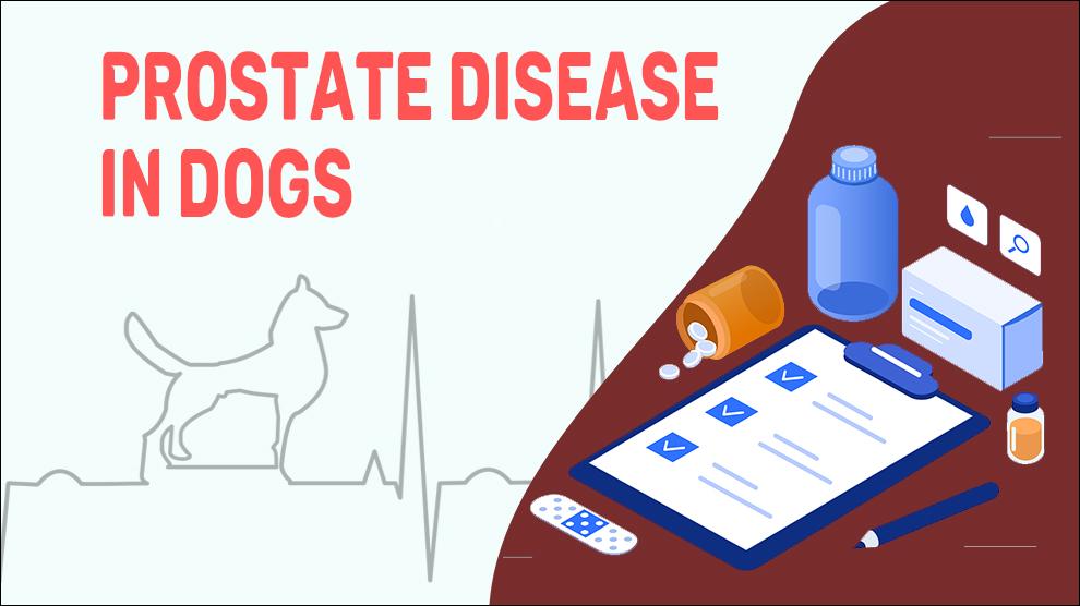 Prostate Disease In Dogs