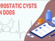 Prostatic Cysts In Dogs