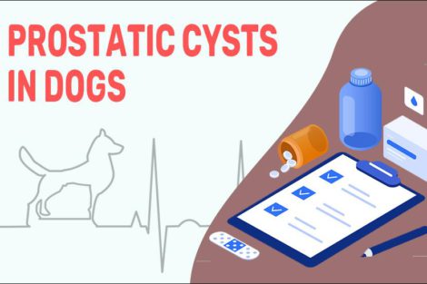 Prostatic Cysts In Dogs