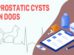 Prostatic Cysts In Dogs