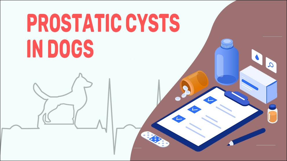 Prostatic Cysts In Dogs