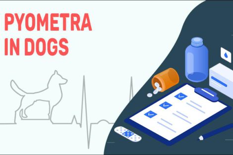 Pyometra In Dogs