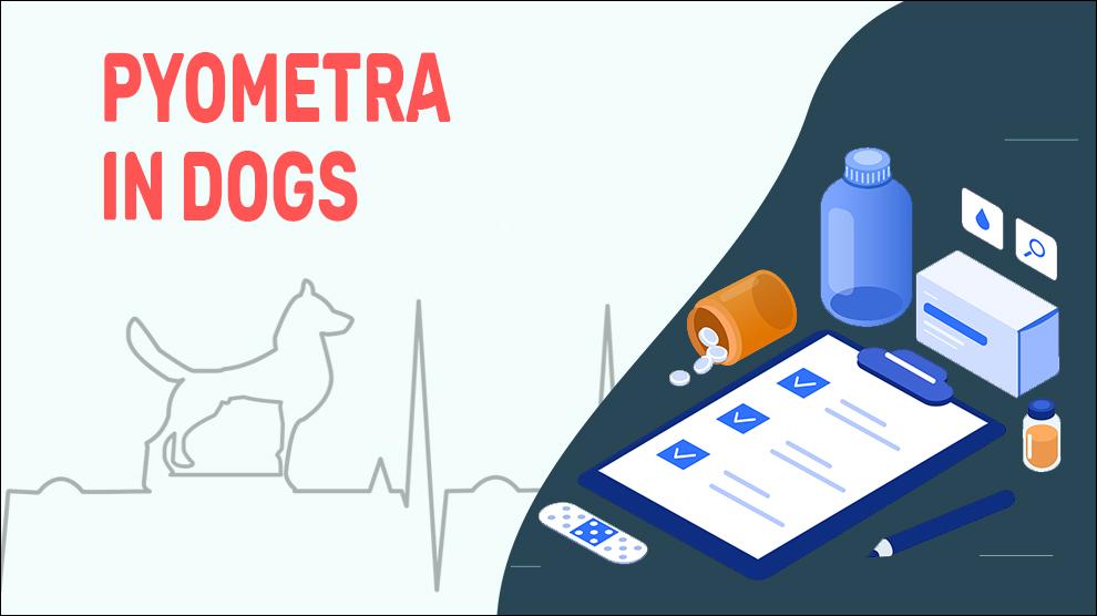 Pyometra In Dogs