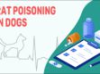 Rat Poisoning In Dogs