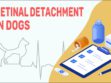 Retinal Detachment In Dogs