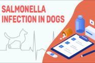 Salmonella Infection In Dogs