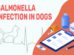 Salmonella Infection In Dogs
