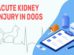 Acute Kidney Injury In Dogs