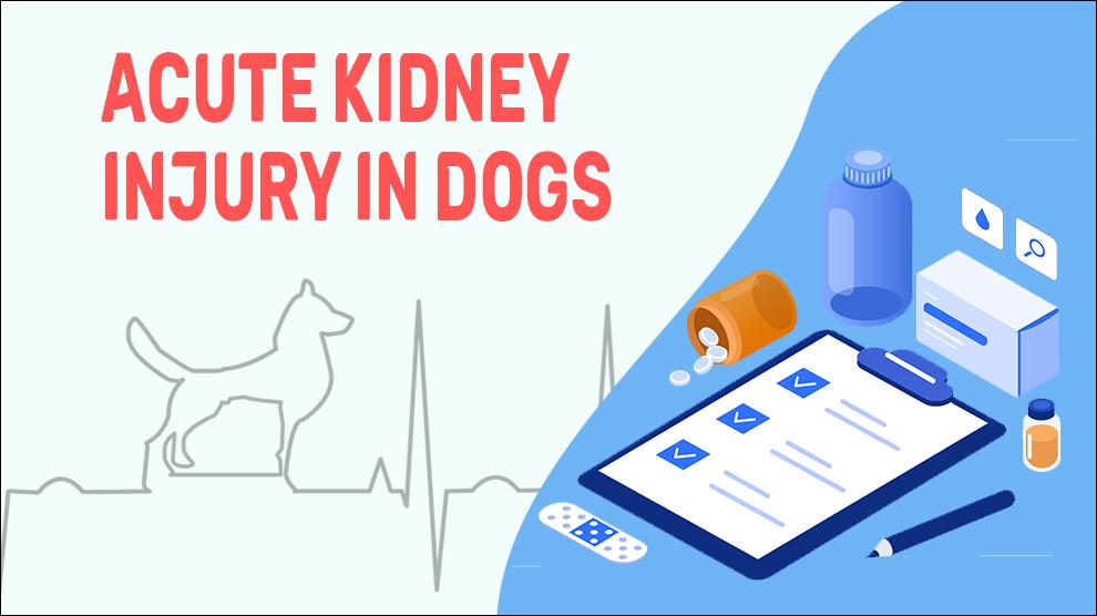 Acute Kidney Injury In Dogs