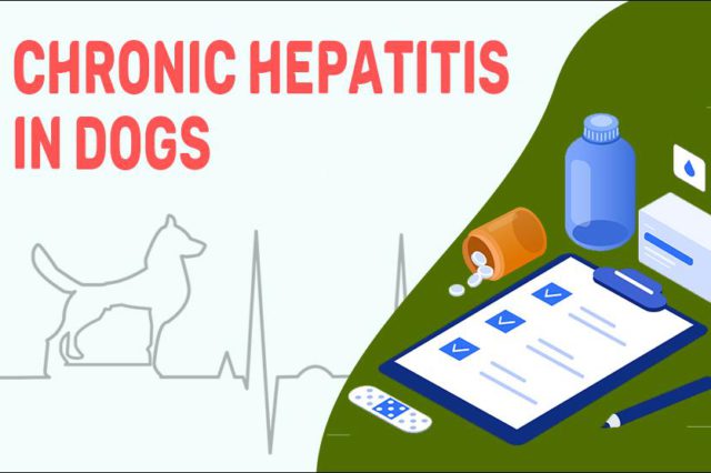 Chronic Hepatitis In Dogs