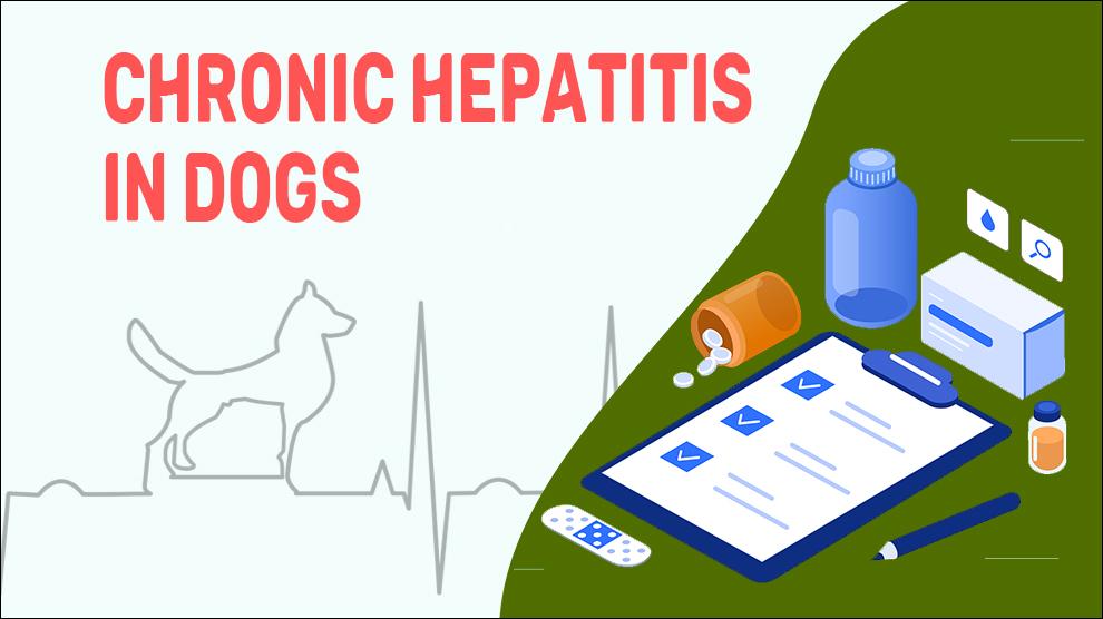 Chronic Hepatitis In Dogs