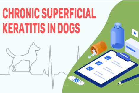 Chronic Superficial Keratitis In Dogs