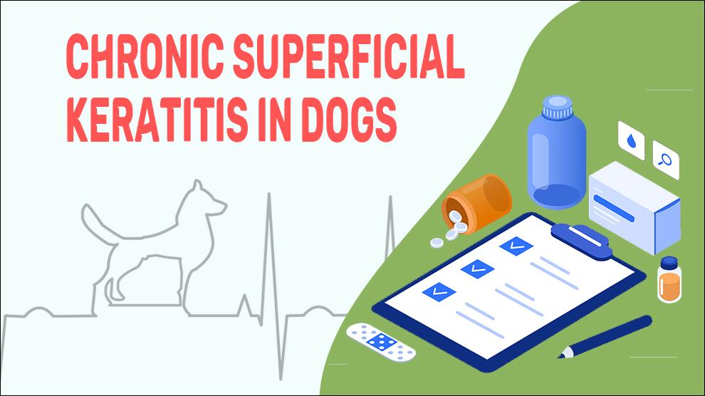 Chronic Superficial Keratitis In Dogs
