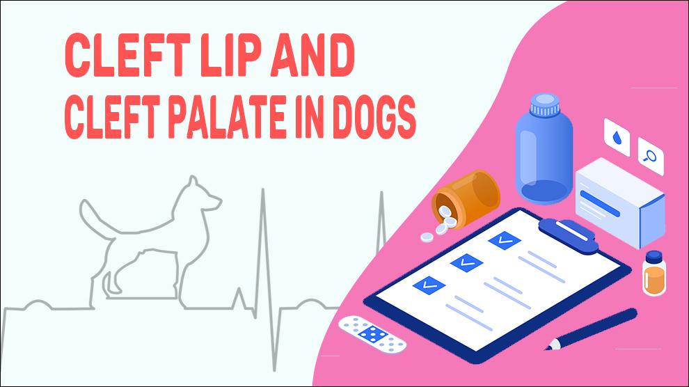 Cleft Lip And Cleft Palate In Dogs