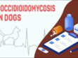 Coccidioidomycosis In Dogs