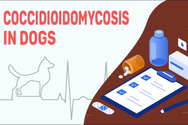Coccidioidomycosis In Dogs