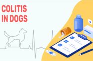 Colitis In Dogs