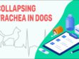 Collapsing Trachea In Dogs