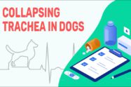 Collapsing Trachea In Dogs