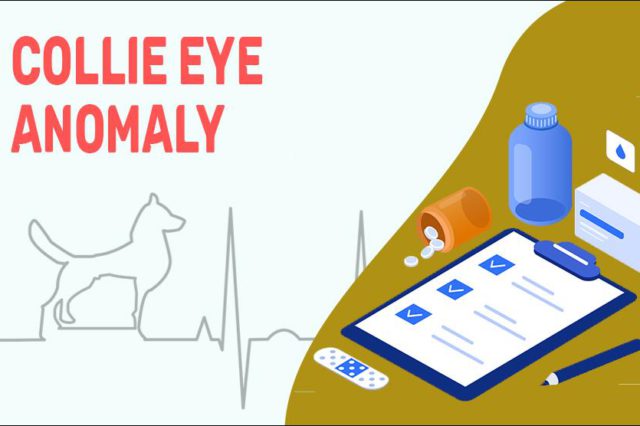 Collie Eye Anomaly