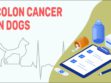 Colon Cancer In Dogs