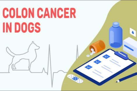 Colon Cancer In Dogs