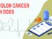 Colon Cancer In Dogs