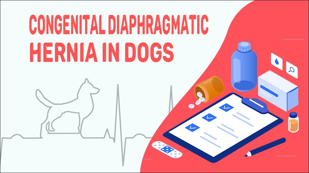 Congenital Diaphragmatic Hernia In Dogs