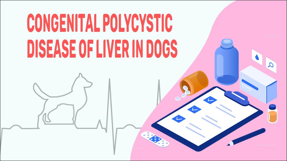 Congenital Polycystic Disease Of Liver In Dogs