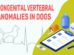 Congenital Vertebral Anomalies In Dogs