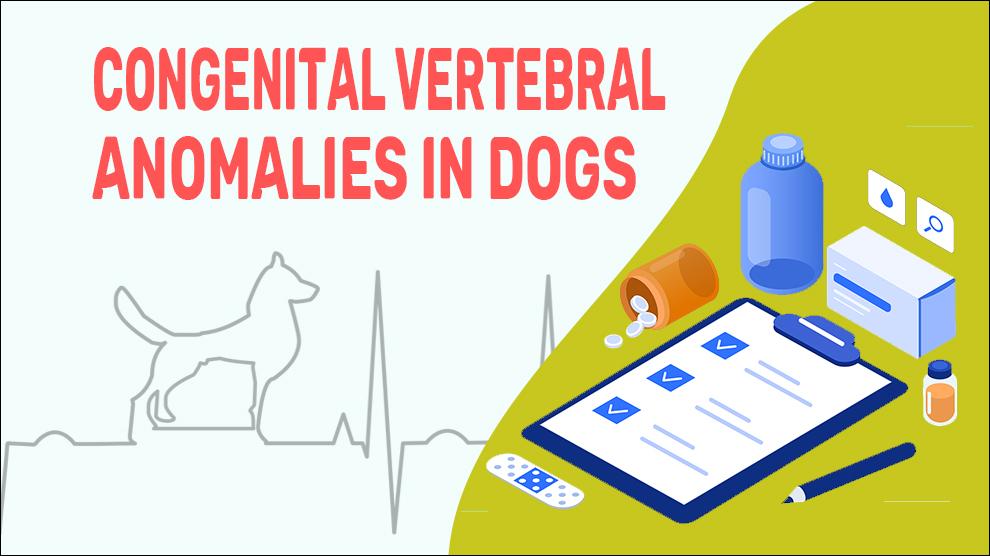 Congenital Vertebral Anomalies In Dogs